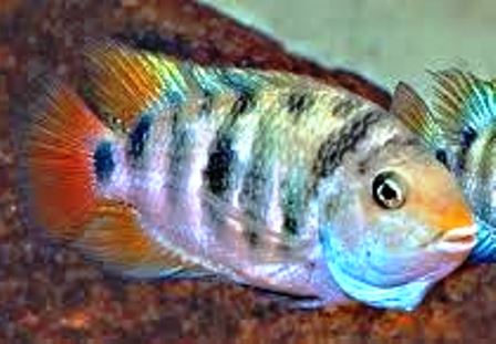 Honduras Red Point Cichlid 2 Inch - 5 pack